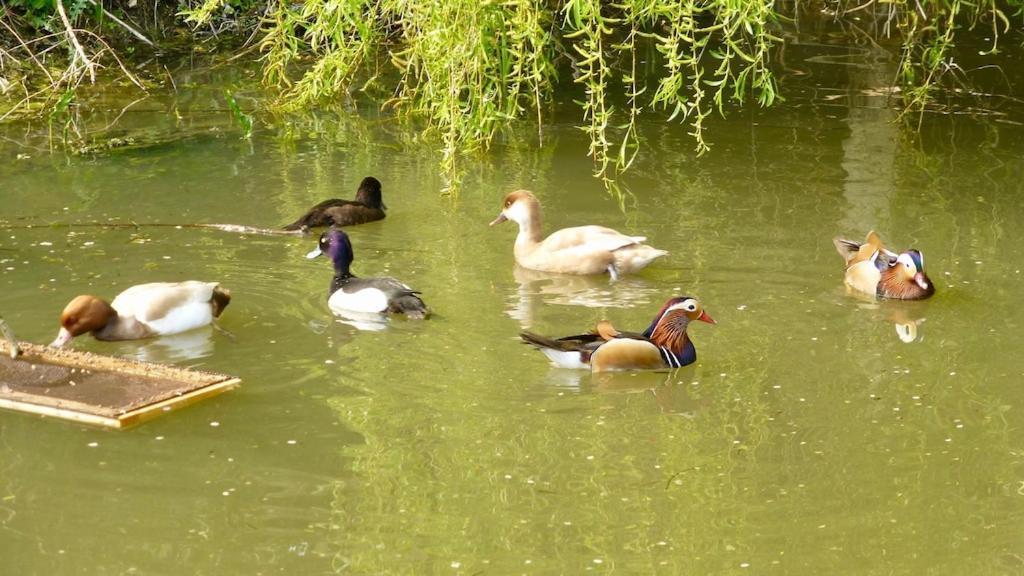 Owls Nest - Peace And Tranquility Near Woodbridge & Framlingham In Rural Suffolk Apartment ภายนอก รูปภาพ